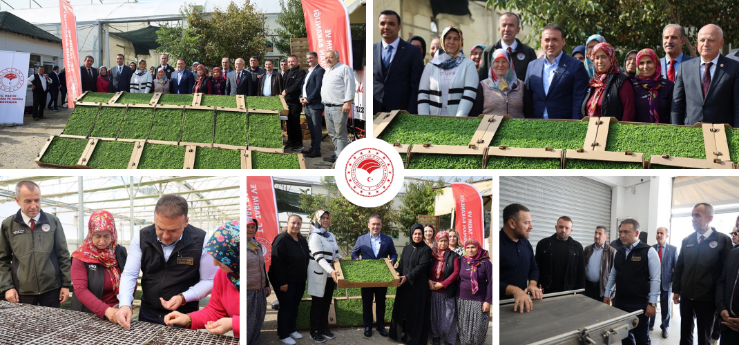 İLİMİZDE 926 BİN MARUL FİDESİ TOPRAKLA BULUŞTURULDU