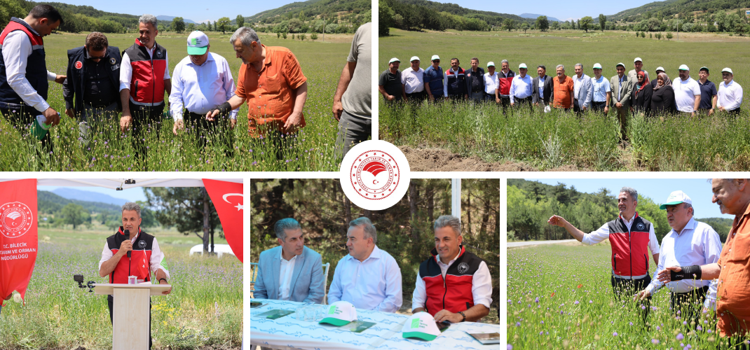 BOZÜYÜK’TE PELEMİR BİTKİSİ TANITIM GÜNÜ DÜZENLENDİ